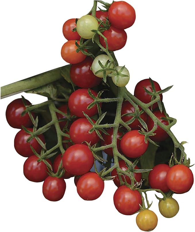 Park Seed Cherry Tomato Seeds, Planting Vegetables, Easy to Grow, Non-GMO, Variety of Colors and Sizes, Spring Garden, Candyland Red Hybrid, Pack of 30