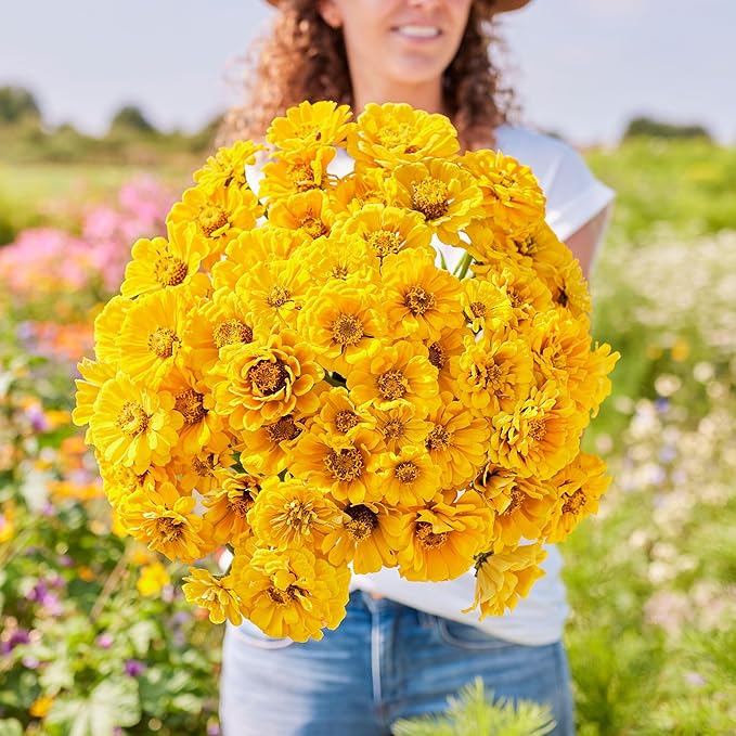 Eden Brothers Zinnia Seeds - Golden State, Non-GMO Seeds for Planting, Packet | Low-Maintenance Flower Seeds, Plant During Spring, Zones 3, 4, 5, 6, 7, 8, 9, 10