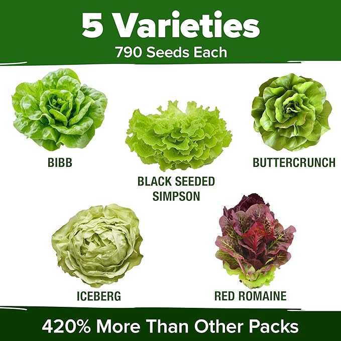 HOME GROWN 5 Lettuce Seed Pack 3950 Heirloom Vegetable Seeds for Indoor, Outdoor, or Hydroponic Growing Black Seeded Simpson, Red Romaine, Bibb, Buttercrunch, Iceberg Varieties (Lactuca Sativa)