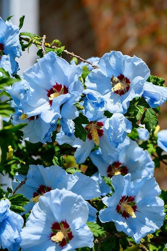 Double Hibiscus grandiflorus Seeds for Planting, 201+pcs Rare Perennial Giant Peony Hibiscus Grandiflorus Flower Seeds, Non-GMO Heirloom Beauty Blooms Flowers Plants for Home Garden Outdoors