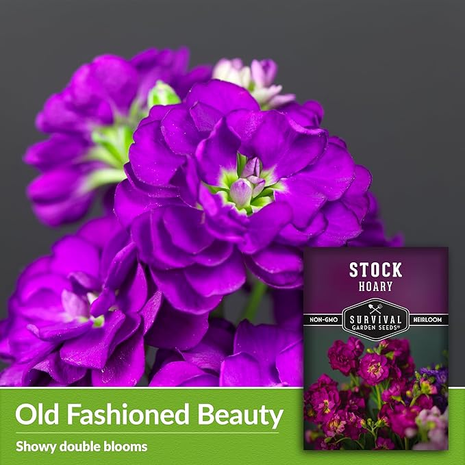 Stock Flower Seeds for Planting - Matthiola Incana Hoary Stock, Fragrant Cut Flower Garden, Vintage Harmony Mix, Non-GMO Heirloom - Survival Garden Seeds (3 Packs)