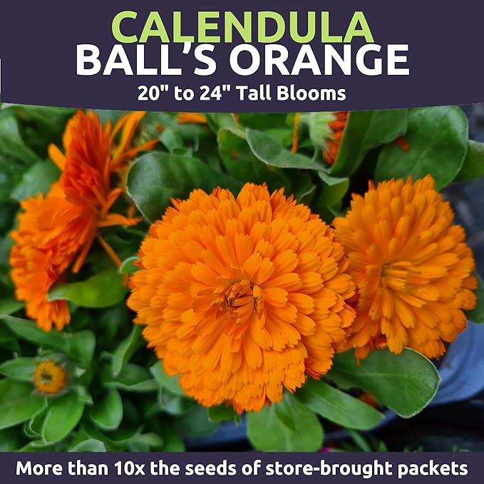 SWEET YARDS Calendula Balls Orange