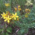 Palm Beach Medicinal Herbs - St. John's Wort (Hypericum perforatum) - Packet of 200 Seeds