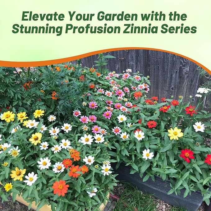 Outsidepride Profusion Double Mix Zinnia Seeds - 25 Pcs Annual, Hardy & Drought Tolerant, Easy to Grow, Flower Seeds for Planting with Daisylike Double Blooms, Ideal for Pollinator Gardens