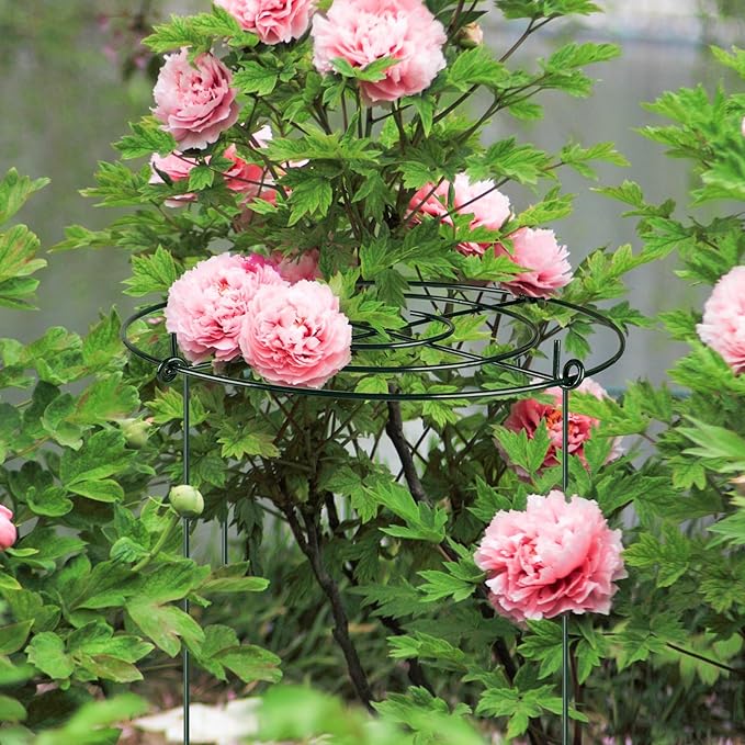 6 Packs Peony Cages and Supports, 11.8" Dx16 H Round Peonies Support Cages, Heavy Duty Flower Support Rings Plant Supports for Outdoor Plants, Plant Cage Ring for Roses, Hydrangeas, Tomatoes