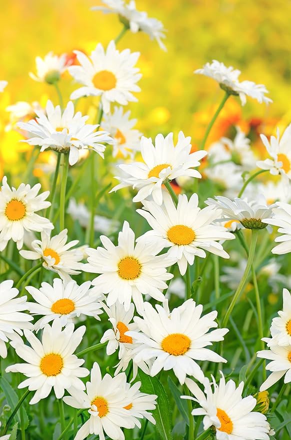 Herbal Tea Seeds Collection, 2000 Seeds, 4 Heirloom Non GMO Varieties, Chamomile, Lemon Balm, Mint, Purple Cone Flower.