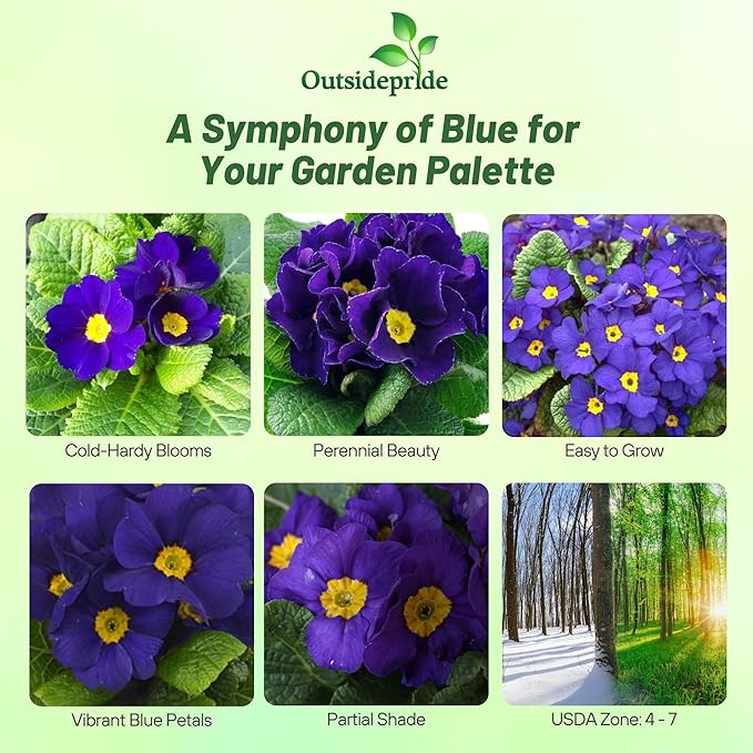 Outsidepride Blue Common Primrose Seeds - 100 Pcs Perennial, Hardy, Easy to Grow & Low Maintenance Flower Seeds for Planting Vibrant Soft Blue Blooms, for Containers, Borders & Erosion Control