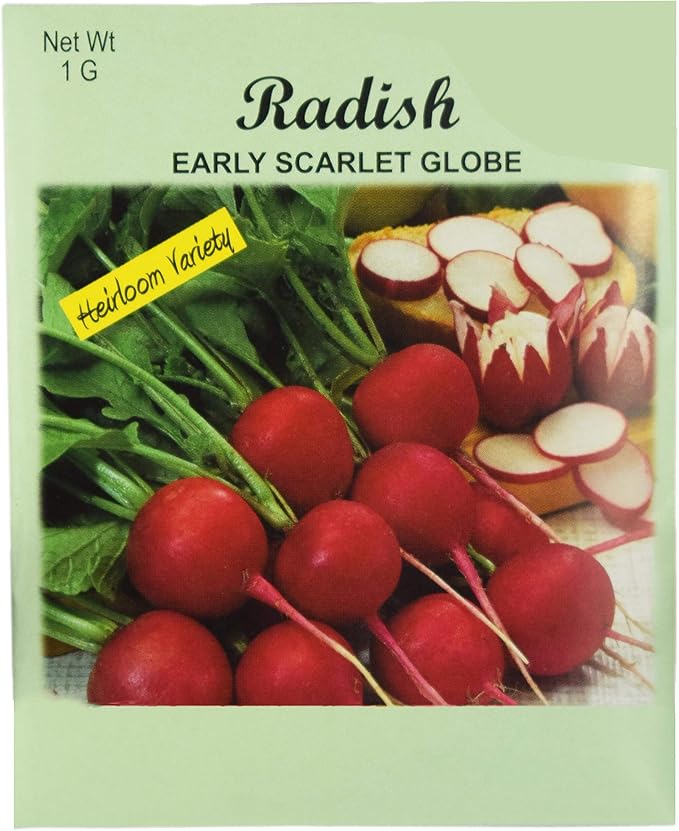 Set of 50 Radish Early Scarlet Vegetable Seed Packs - 100% GMO Free - Heirloom - Black Duck Brand (50, Radish- Early Scarlet)