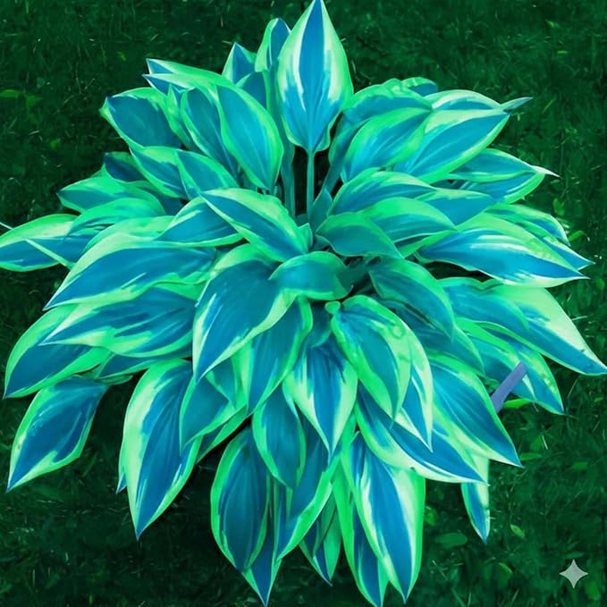 390+ Rare Hosta Seeds for Planting Perennial Heart-Shaped Hosta Bare Roots - Rich Foliage, Heart Shaped Leaves, Outdoor Garden Attract Pollinators Bonsai Decoration