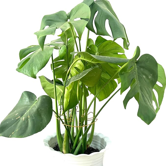 4PCS Adjustable Monstera Plant Support Stakes - Indoor Plants Accessories with Secure Clamps, Easy to Install & Customize for Tall Plants | Durable Metal Design for Healthy Growth