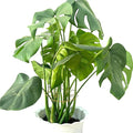 4PCS Adjustable Monstera Plant Support Stakes - Indoor Plants Accessories with Secure Clamps, Easy to Install & Customize for Tall Plants | Durable Metal Design for Healthy Growth