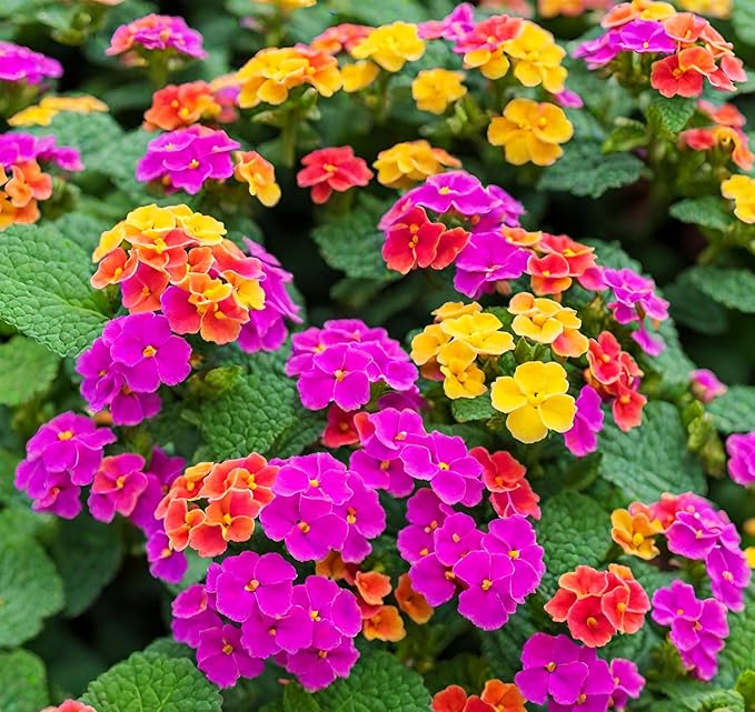 50+ Lantana Seeds: Vibrant Perennial Flowers for Summer Color