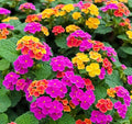 50+ Lantana Seeds: Vibrant Perennial Flowers for Summer Color