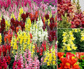 Mixed Snapdragon Flowers Seeds Tall Garden Pretty Flower Annual Outdoor Magic Carpet Non-GMO 300pcs