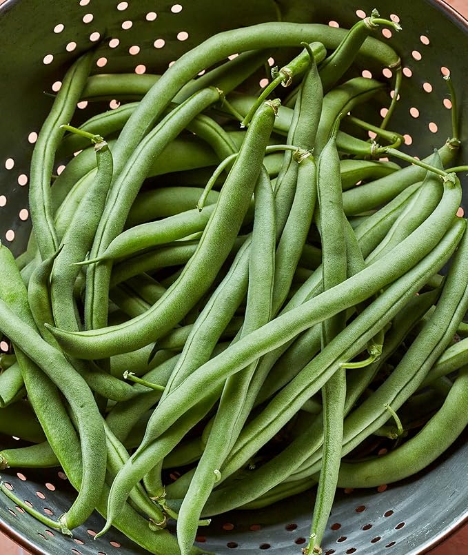 Burpee Blue Lake 274 Bush Bean Seeds 8 ounces of seed