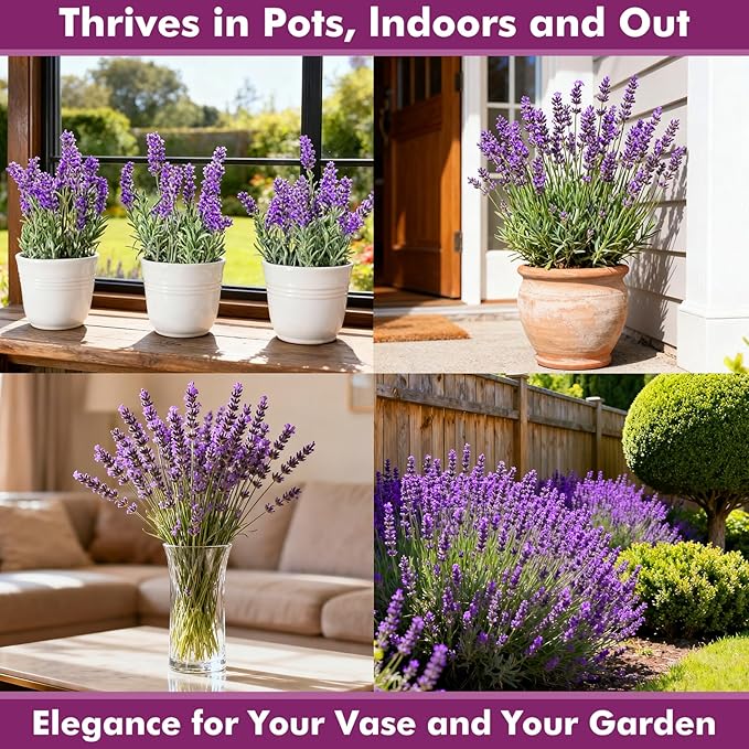 English Lavender Seeds for Planting Outdoors or Indoors, 7000+ Heirloom Non-GMO Seeds, 90% Germination Rate, Container, Herb Garden, Culinary & Crafts (0.7 Ounce Pouch)