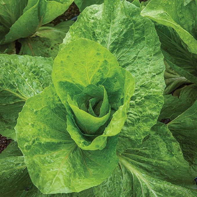 Burpee Sugarloaf Escarole Seeds - Romaine-Type Endive Greens