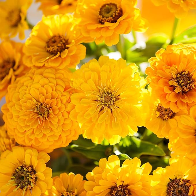 Eden Brothers Zinnia Seeds - Canary Bird, Non-GMO Seeds for Planting, Packet | Low-Maintenance Flower Seeds, Plant During Spring, Zones 3, 4, 5, 6, 7, 8, 9, 10