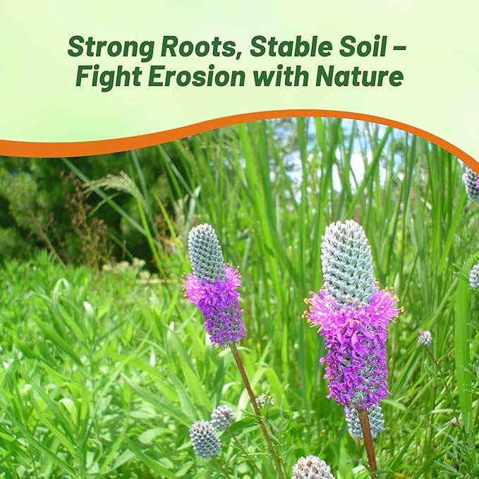 Outsidepride Purple Prairie Clover Seeds - 1000 Pcs Perennial Seeds for Planting, Easy to Grow, Drought & Heat Tolerant, High Protein Forage for Livestock, Ideal for Meadow Gardens, & Xeriscaping