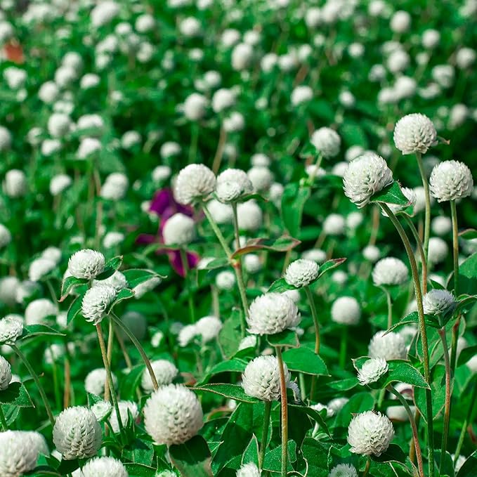 Outsidepride White Gomphrena Seeds - 1000 Pcs Annual, Heat & Drought Tolerant, Pollinator Friendly Globe Amaranth Seeds for Planting w/Vibrant Round Blooms for Beds, Borders, and Arrangements