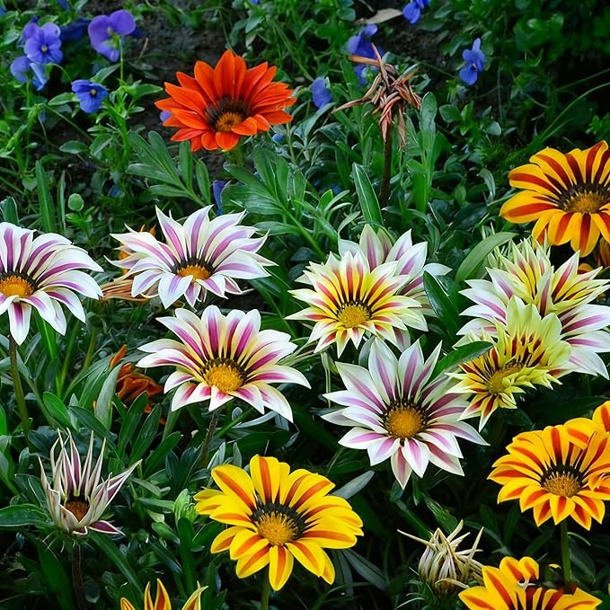 Gazania Daisy Flower Seeds for Planting, 100+ Mixed Gazania Seed, Perennial Flower, Non-GMO Heirloom Gazania Seeds for Garden Home