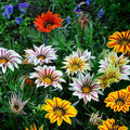 Gazania Daisy Flower Seeds for Planting, 100+ Mixed Gazania Seed, Perennial Flower, Non-GMO Heirloom Gazania Seeds for Garden Home