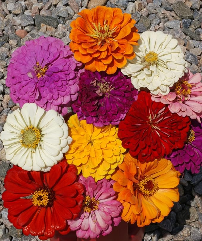 Zinnia California Giant Mix Nice Garden Flower by Seed Kingdom Bulk 5,000 Seeds