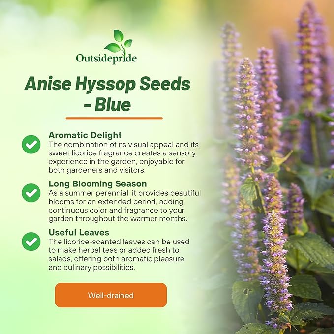 Outsidepride Blue Spike Anise Hyssop Seeds for Planting - 500 Pcs Perennial Herb Garden Seeds with Fragrant Blooms Attractive to Pollinators, for Small Gardens, Containers, & Xeriscaping