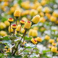 Outsidepride Toothache Plant Seeds - 5000 Pcs. Perennial, Easy to Grow & Pollinator Friendly, Herb Seeds for Planting Ornamental, Pompom-Shaped Yellow Blooms for Culinary Creations & Herb Gardens