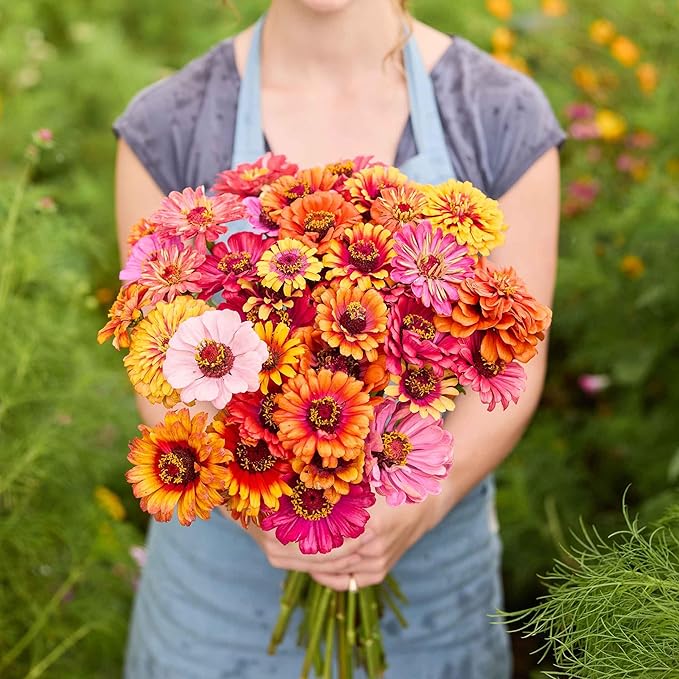 Eden Brothers Zinnia Seeds - Carrousel Mixed, Non-GMO Seeds for Planting, 1/4 lb | Low-Maintenance Flower Seeds, Plant During Spring, Zones 3, 4, 5, 6, 7, 8, 9, 10