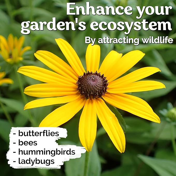 KVITER 10,000 Black Eyed Susan Seeds for Planting (Rudbeckia hirta) – Gloriosa Daisy Wildflower Seed, Heirloom, Non-GMO & Organic – Flower Seeds to Plant Outside & Inside, Borders, Containers