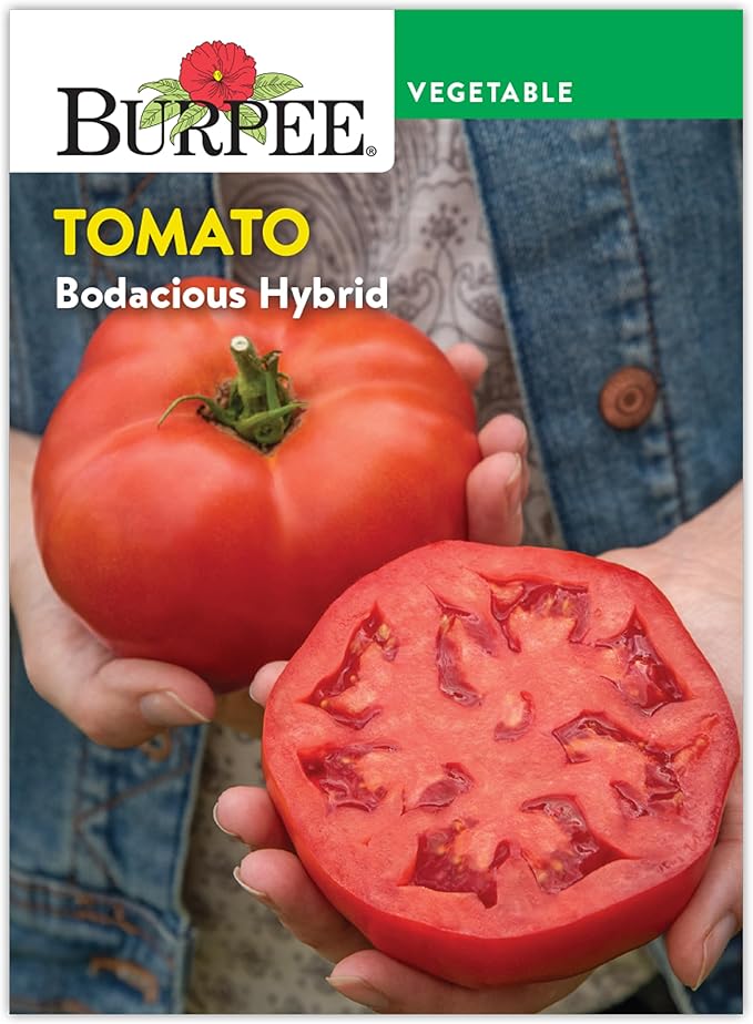 Burpee 'Bodacious Hybrid' Tomato Seeds - Non-GMO, Indeterminate, Disease-Resistant, Slicer Tomato, 45mg Seed Packet for Home Gardening