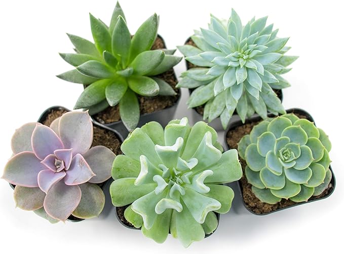 Succulent Fertilizer | Formulated Succulent Food for Potted Indoor Succulents and Cactus | Plant Food for Succulent Soil in Pots | by Aquatic Arts