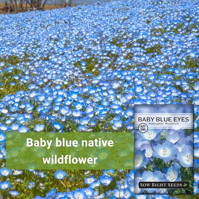 Sow Right Seeds - Baby Blue Eyes Flower Seeds for Planting - Annual Plant with Sweet Essence - Non-GMO Heirloom Packet with Instructions to Plant a Home Garden - Native California Wildflower (1)