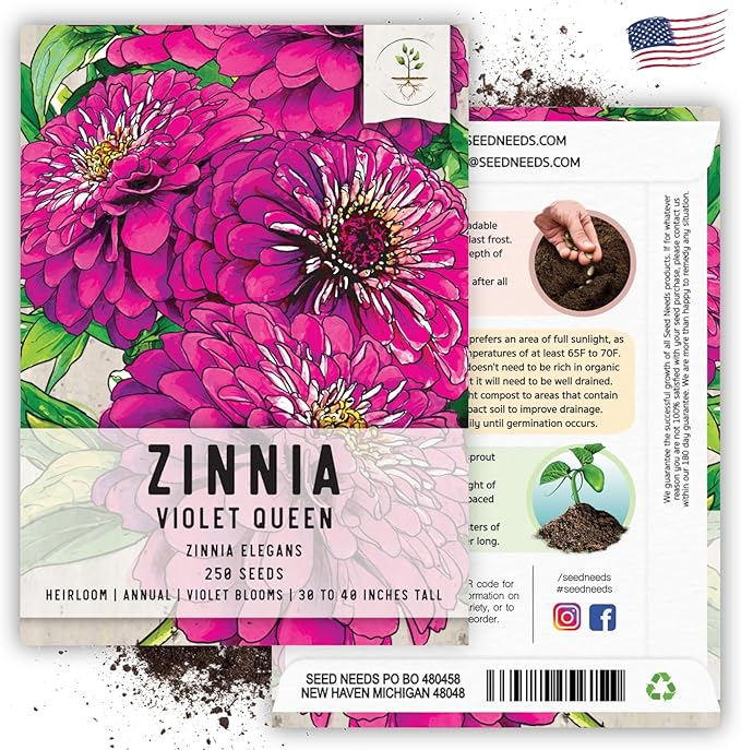 Seed Needs, Violet Queen Zinnia Seeds - 250 Heirloom Seeds for Planting Zinnia elegans - Magenta Colored Blooms Perfect for an Outdoor Butterfly Garden, Makes A Great Cut Flower (2 Packs)