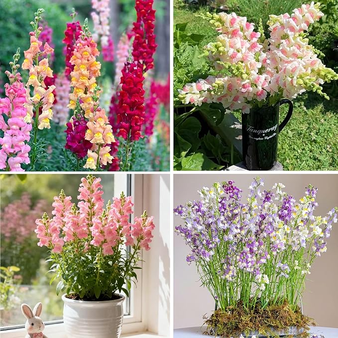 Mix Snapdragon Seeds for Planting, 200pcs Garden Snapdragon Perennial Flower Seeds Rare Flower Plants, Non-GMO Heirloom Beauty Flowers Home Garden for Outdoors