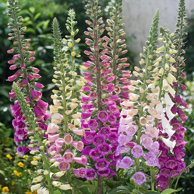 Foxglove Purple Mix Seeds – Digitalis Purpurea | Biennial/Perennial | Stunning Purple Blooms for Cottage Gardens & Borders