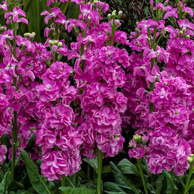 50pcs Mixed Column Stock Seeds Blossom Flowers Seed Flower Matthiola Incana Blossom Stock