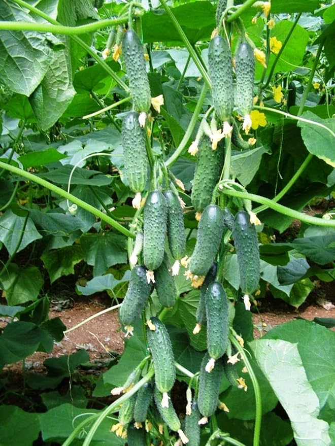 10+ Seeds Cucumber Firm Secret F1 Hybrid - Vegetable Self-Pollinated