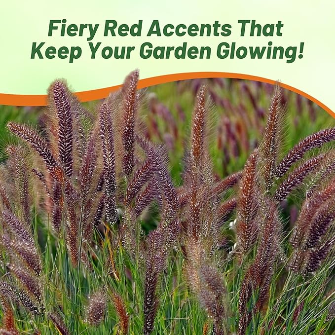 Outsidepride Pennisetum Thunbergii Red Buttons Ornamental Grass Seeds - 50 Pcs Perennial, Drought Tolerant Fountain Grass with Red Feathery Plumes for Low Maintenance Xeriscaping & Flower Arrangements