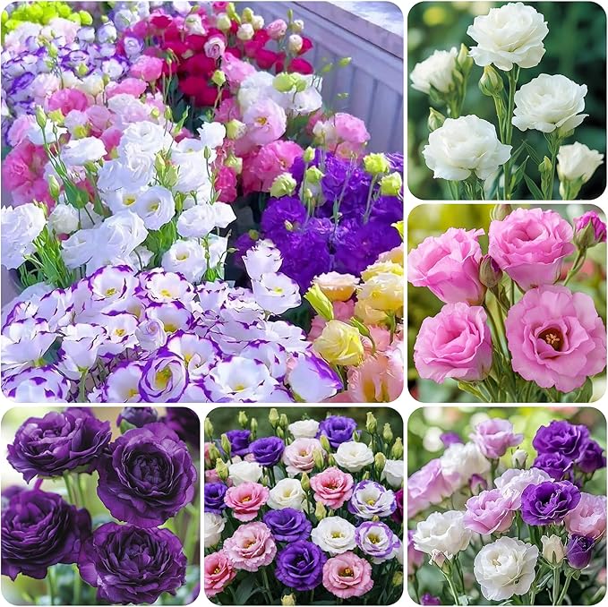 1000+Mixed Lisianthus Seeds for Planting-Lisianthus Thornless Roses Seeds