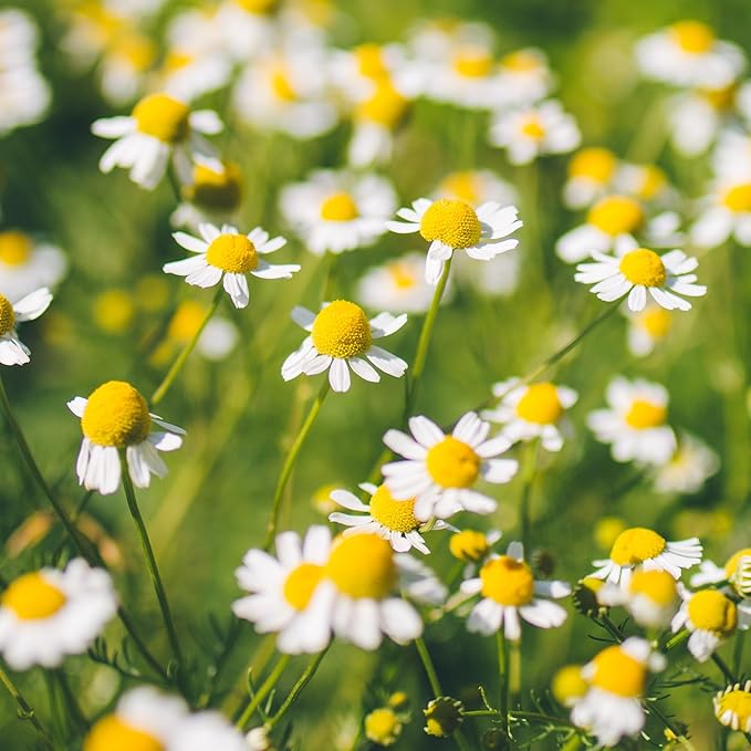 Banyan Botanicals Organic German Chamomile Seeds – Matricaria chamomilla – Grow Your Own Chamomile for Tea – 100 Count – Open Pollinated Non-GMO Easy-to-Grow Seeds