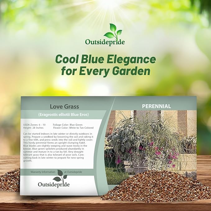 Outsidepride 500 Seeds Perennial Eragrostis Elliotii Blue Eros Ornamental Love Grass Seed for Planting
