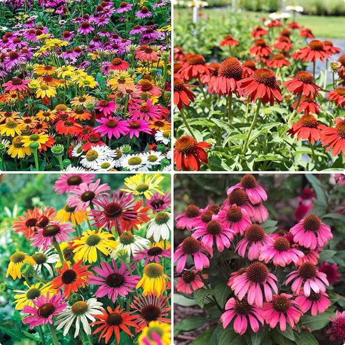 Echinacea Coneflower Seeds, 2000 Pieces, Non-GMO, Perennial Garden Flowers
