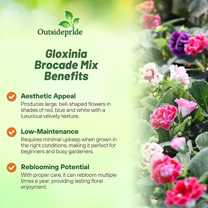 Outsidepride Gloxinia Seeds - 50 Pcs. Perennial, Easy to Grow & Low Maintenance, Flower Seeds for Planting Floriferous, Vibrant Mixed Blooms, Great for Shaded Gardens & Cut Flower Arrangements