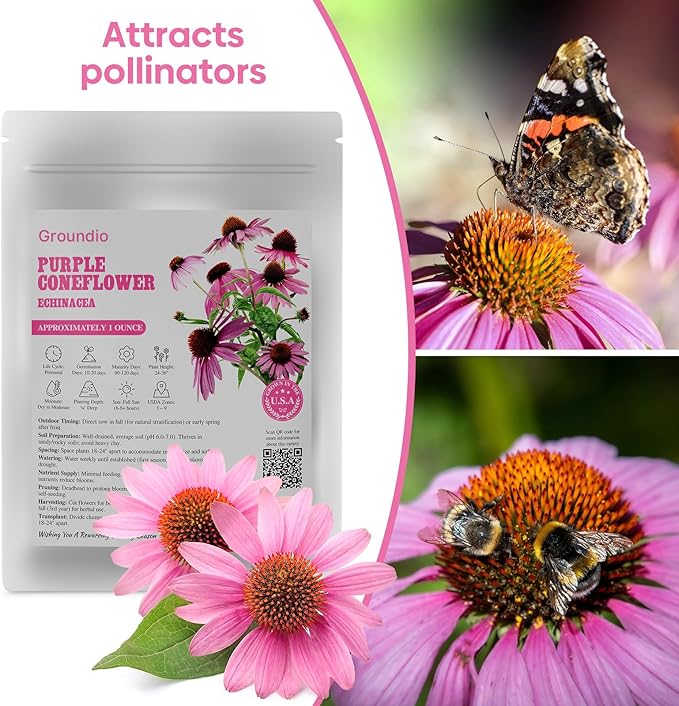Groundio Purple Coneflower Seeds 1 OZ, Perennial Open Pollinated Non-GMO Echinacea Seeds Grown in The USA, Cone Flower Seed for Planting, USDA 3-9