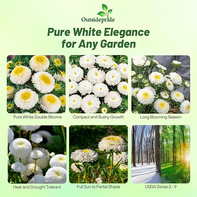 Outsidepride Tall Pompon White Aster Seeds - 2000 Pcs. Annual, Hardy & Pollinator Friendly Flower Seeds for Planting Vibrant Disc-Shaped White Blooms, Ideal for Meadows & Aesthetic Gardens