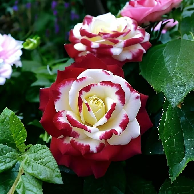 10pcs Rare Twin Red White Rose Seeds - Heirloom Non-GMO Flower Seeds for Captivating Garden Blooms - Includes Planting Instructions, Perfect for Spring and Fall Planting, Great Gardening Gift