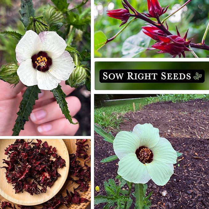 Sow Right Seeds - Roselle Seeds for Planting - Hibiscus Sabdariffa - Non-GMO Heirloom Variety - Tender Perennial - Edible Flowers for Homemade Syrup and Jam - Tropical Flower Garden (1)