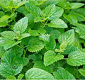 1000 Mint Seeds for Planting – Non-GMO Heirloom Herb for Indoor Pots, Tea Gardens & Backyard Growing